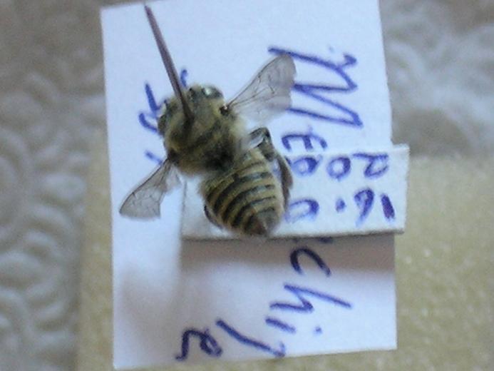 4.1.8.1.1. Cins: Megachile Latreille, 1802 Tür: Megachile sp. Tanımı : Genellikle orta boyda (0.8-1.5 mm) dırlar.