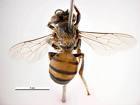 Şekil 4.27. Apis mellifera Linnaeus (Hymenoptera:Apidae) da ergin Habitat : Bal arıları toplu halde yaģayan canlılardır ve kovanda yaģamın devamlılığını sağlamak için hep birlikte çalıģırlar.
