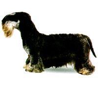 Bohemian terrier de denen Cesky Terrier, kısa bacaklı orta uzunlukta bir köpektir. Sealyham Terrier'e benzer. Cesky Terrier'in sık sakal, bıyık ve kaşlarla çevrili uzun bir kafası vardır.