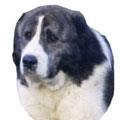 Alabay (Alabai) Orta Asya çoban köpeği olan Alabay güçlü ve atletik yapılı bir bekçidir. İri kemiklere ve kaslı bir vücut yapısına sahiptir.