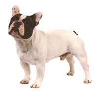 French Bulldog İri, yuvarlak uçlu, dik ve yarasa benzeri kulakları ile güçlü, küçük bir Bulldog'dur. Kare düz kafası İngiliz Bulldog kadar iri ve gösterişli değildir. Alın yuvarlaktır.