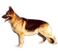 German Shepherd Dog Alman Çoban Köpeği, Alsatian diye de tanınır. Gösterişli, dengeli ve çok güçlü bir köpektir. Pas rengi ve kahve rengi ile siyah ya da tamamen siyah olabilir.