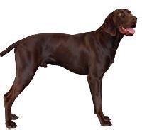 Alman Kısa Tüylü Pointer, zarif başı ile dengeli, atletik ve ince yapılı bir av köpeğidir. Burun kısmı uzun; ancak sivri değildir. Burun kısmının uzunluğu kafa tasının uzunluğuna eşit olmalıdır.