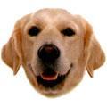 Golden Retriever, kremden altın rengine kadar değişebilen kürküyle güzel ve sağlam yapılı bir köpektir. Dış tüyler su geçirmez, iç tüyler ise sıktır.