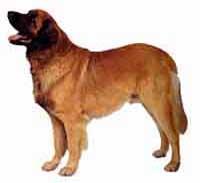 Yaşam Süresi Diğerleri Irk grubu Diğer İsimleri Bağlı Olduğu klüp dayanıklı bir ırktır. 12-16 Yıl Terrier Patterdale Terrier, Colored Working Terrier, Fell Terrier.
