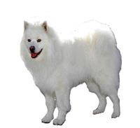 American Eskimo Amerikan Eskimo kar beyazı ve Spitz görünüşlü, Samoyed ırkına benzeyen bir köpektir. Minyatür, küçük ve standart olmak üzere üç boy grubuna ayrılır.