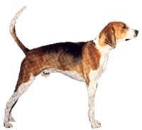 American Foxhound Amerikan Foxhound, safkan yetiştirilen köpekler arasında bilinen en eski ırklardan biridir.