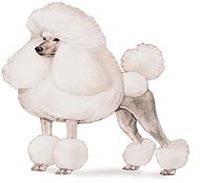 Poodle - Miniature Minyatür poodle, kare şeklinde vücut yapısına sahip orantılı bir köpektir.