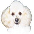 Poodle, Fransa'nın ulusal köpek ırkıdır. Poodle ırkının standart, minyatür ve toy olarak 3 varyasyonu vardır.