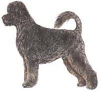 Fransa Portugese Water Dog Portekiz su köpeği, dayanıklı, kaslı ve orta boyutta bir ırkıtır. Kürkü düz veya dalgalı, parlak veya kaba, hafif kıvırcık veya tam kıvırcık olabilir.