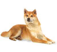 Shiba, minyatür bir Akita'ya benzeyen küçük, oldukça çevik ve tüylü bir köpektir. Uca doğru sivrilen bir burun kısmı, geniş bir alın ve dik ve üçgen biçimli kulaklara sahiptir.