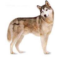 Siberian Husky Sibiryalı Husky güçlü yapılı bir köpektir. Yüzü ve vücudunun altı kısmı beyaz kalan kısımlar kurt grisinden gümüşi griye ya da kum sarısından siyaha değişiklik gösterir.