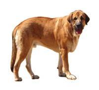 Spanish Mastiff İspanyol Mastifi'nin sağlam yapılı ve taşralı bir görünümü vardır. Oldukça iri bir bedene, geniş göğse ve ağır siklet bir güce sahiptir. Vücut güçlü kemik yapısıyla dikdörtgendir.