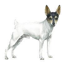 Toy Fox Terrier Toy Fox Terrier ayrıca Amerikan Toy Terrier ya da Amertoy diye de anılır. Kuyruk sırtta dik taşınır. Gözler koyu renkli ve yuvarlaktır. Kulaklar v şeklinde ve diktir.