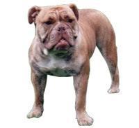 Victorian Bulldog Viktoryen Bulldog iri kemikli ve iri kafalı bir köpektir. Geniş çenelere ve nefes alışına engel olmayacak basık bir surata sahiptir.