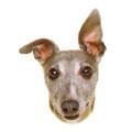Whippet Whippet küçük bir greyhound gibidir. Zarif ve ince yapılıdır; ancak aslında oldukça dayanıklı bir köpektir.