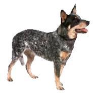 Australian Cattle Dog Avustralya çoban köpeği genel yapı olarak güçlü, kompakt ve simetrik bir vücuda sahip, istenen görevi ne olursa olsun başarma isteği ve becerisine olan bir iş köpeğidir.