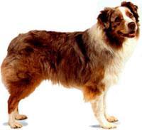 Avustralya Heeler, Hall's Heeler, Queensland Heeler ve Blue Heeler isimleriyle de bilinen Avustralya Çoban köpeği sağlam bünyeli, kaslı, güçlü, çalışkan ve çok çeviktir.