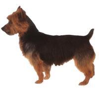 Australian Terrier Avustralya Terrieri, Aussie olarak da bilinen küçük, güçlü, cesur ve canlı bir köpek ırkıdır. Avustralya 'da çok amaçlı iş köpeği olarak yetiştirilmiştir.