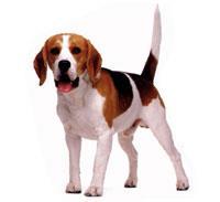 Beagle Dayanıklı, sağlam bünyeli, köşeli hatları olan bu ufak tazı, bakımı kolay, kaygan ve kısa tüylü bir kürke sahiptir. Tüyleri üç renkli olur: kızıl ve beyaz, turuncu ve beyaz, sarı ve beyaz.