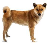 Ainu Dog Ani, hızlı ve çevik hareket yeteneğine sahip olan Ainu Dog'ların kaslı ve güçlü vücut yapısı olmasına karşın narin bir görünümü vardır.