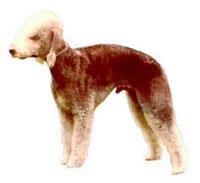 Bedlington Terrier vardır. Bu köpek aslan yürekli ve kuzu görünüşlü olarak tarif edilir.
