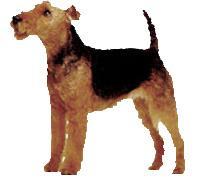 Airedale Terrier Airdale Terrier büyük Terrier'ler sınıfına girer. Kalın bir tüy yapısına sahiptir. Uzun düz bir başı ve derin bir göğsü vardır.