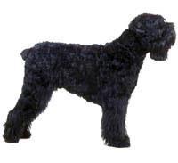 Black Russian Terrier Siyah Rus Terrieri iri bir köpektir. Güçlü sinirlere sahip bu nadir Rus ırkı dayanıklı ve sağlam yapılıdır. Güçlü, sakin ve dikkatlidir.