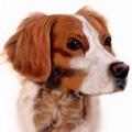Bağlı Olduğu klüp AKC, ANKC, CKC, FCI (Group 1), KC (GB), UKC Fransa Brittany Brittany Spaniel (Epagneul Briton), Fransız kökenli cesur, enerjik, hafif kemik yapısına sahip orta boy bir köpek ırkıdır.