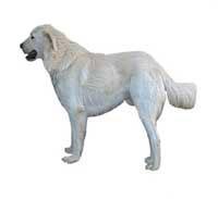 Akbaş Düz beyaz ve güçlü görüntüsü olan bir sürü (çoban) ve koruma köpeğidir. Kısadan uzuna doğru olan çift katlı tüy yapısı ile soğuğa çok dayanıklıdır. İri bir kafası ve güçlü çene yapısı vardır.