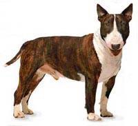 Adaleli ve atletik bir ırk olan bull terrier beyaz, siyah, kaplan desenli, kızıl, açık kahve ve üç renkli olmak üzere kısa ve sık tüylü bir köpektir.
