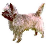 Cairn Terrier Cairn Terrier, tilkivari bir ifadeye sahiptir. Bu sağlam yapılı küçük terrierin kürkü yumuşak bir alt kürk ile bol ve tüylü bir dış kürkten oluşur.