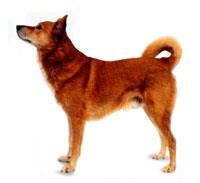 Canaan Köpeği, dayanıklı, orta büyüklükte, dikkat kesildiğinde sırtının üstünde kıvrılan tüylü kuyruğu ile kare görünümlü bir köpektir.
