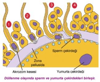 Her yumurta sadece b r sperm hücres tarafından dölleneb l r. Bunu se, yumurtaya kadar hareket edeb len en sağlıklı spermlerden b r gerçekleşt r r. Sperm ve yumurta arasında özel b r etk leş m vardır.