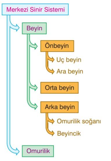 Bey n ve omur l k üç katlı b r bağ dokusu le sarılmıştır. Bu zarlara bey n zarı (men nges) adı ver l r. Bu zarın lt haplanmasıyla menenj t hastalığı oluşur. Bey n zarı üç kısımdan meydana gel r.