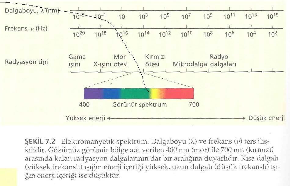 FOTOSENTEZ 8.1. Fotosentezde Işık Absorbsiyonu ve Elektron Akışı Yüksek bitkilerde ışığın absorbsiyonu klorofil ve karatenoid molekülleri tarafından gerçekleştirilir.