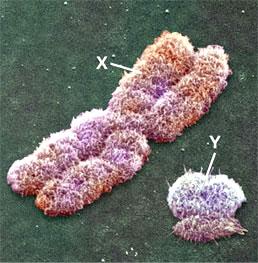 Pozitif levha Negatif levha Floresan dedektör görür Elektrik yüklenen her bir spermatozoa ayrı tarafa geçer Cinsiyeti