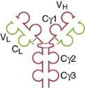 receptor IgE None (ε) 0.