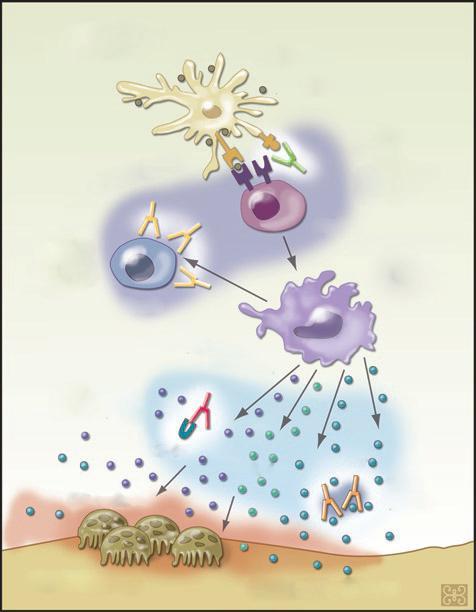 Giriş Bilgileri Olayları tetikleyen otoantijen Dendritik hücre Otoantijen Abatecept: T hücre kostimülasyon inhibisyonu T hücresi Rituximab B hücre inhibisyonu B