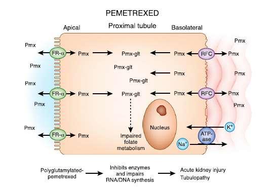 Pemetrexed Antifolat purin - pirimidin metabolizma inhibisyonu %70-90 böbrekten atılır ABH (yüksek dozlarda