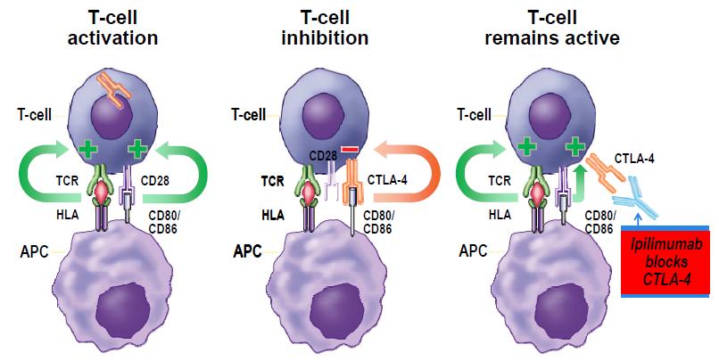 CTLA-4