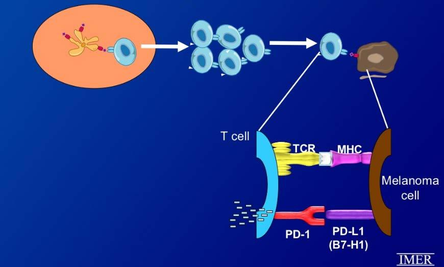 PD-1 İnhibisyonu PD-1 programlanmış hücre ölümü-1, T hücre yüzey molekülü; immun kontrol noktalarından biri; normal dokuları