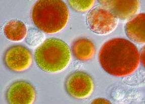 HAEMATOCOCCUS Yeşil alglerden Haematococcus pluvialis, stres koşulları altında biriktirdiği astaksantin pigmenti ile mikroalgal biyoteknolojide önemli bir türdür.