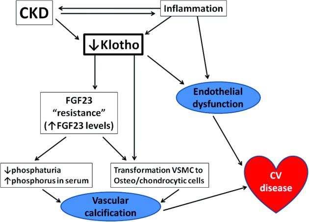 Düşük klotho düzeyinin kardiyovasküler sonuçları: KBH Enflamasyon Klotho FGF23 direnci = FGF23 Endotel disfonksiyonu Fosfatüri