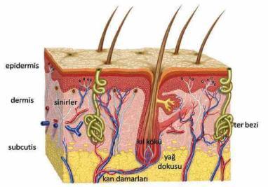 5-FC Döküntü:Hepsi