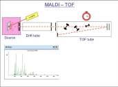 mikrokalorimetre Flow sitometre Ergosterol miktarının