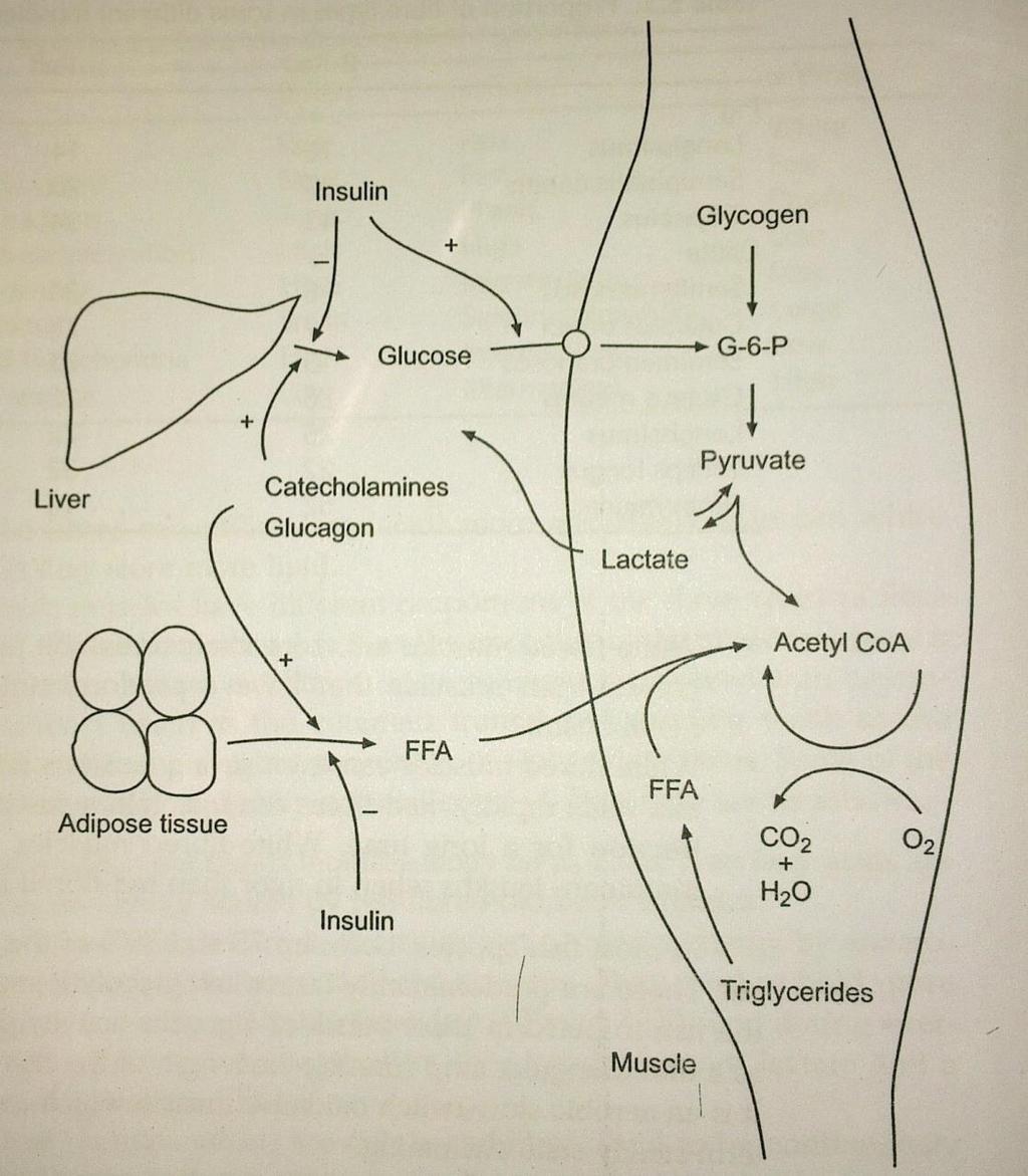 Şekil 9.10. Kas metabolizmasını destekleyen enerji kaynakları ve substratlar (Gregory,N.