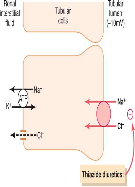 Metabolik