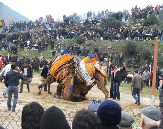 Cmel wrestling in Burhniye city of Blikesir province of Turkey.