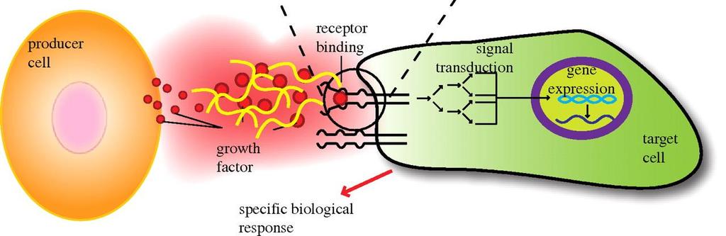 3. Biyosinyal Moleküller Doku oluşumu süresince hücrelerde çoğalma, yapışma ve farklılaşmayı uyarmak